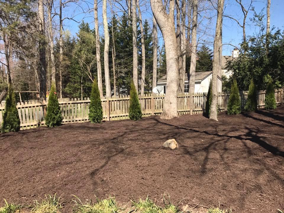 Fresh mulch and new arborvitaes by Advance Lawn Sprinklers & Landscaping, LLC in Greater Richmond, VA